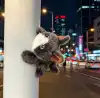 Extraordinary baby, soft and fragrant, German cat fridge magnets, grey plush cat dolls, plush toys, cute cat plush toys, car dolls, souvenirs Specification image